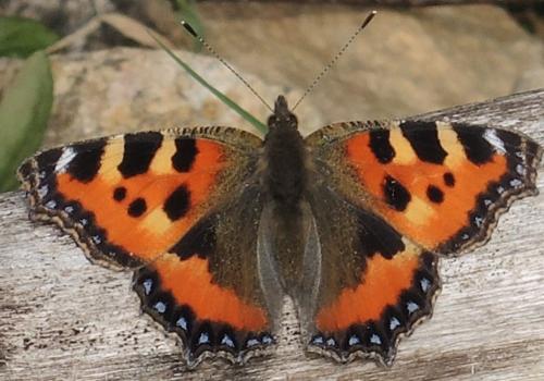 Réf. 259 465 : Aglais urticae